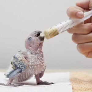 Parrot Handfeeding Syringe